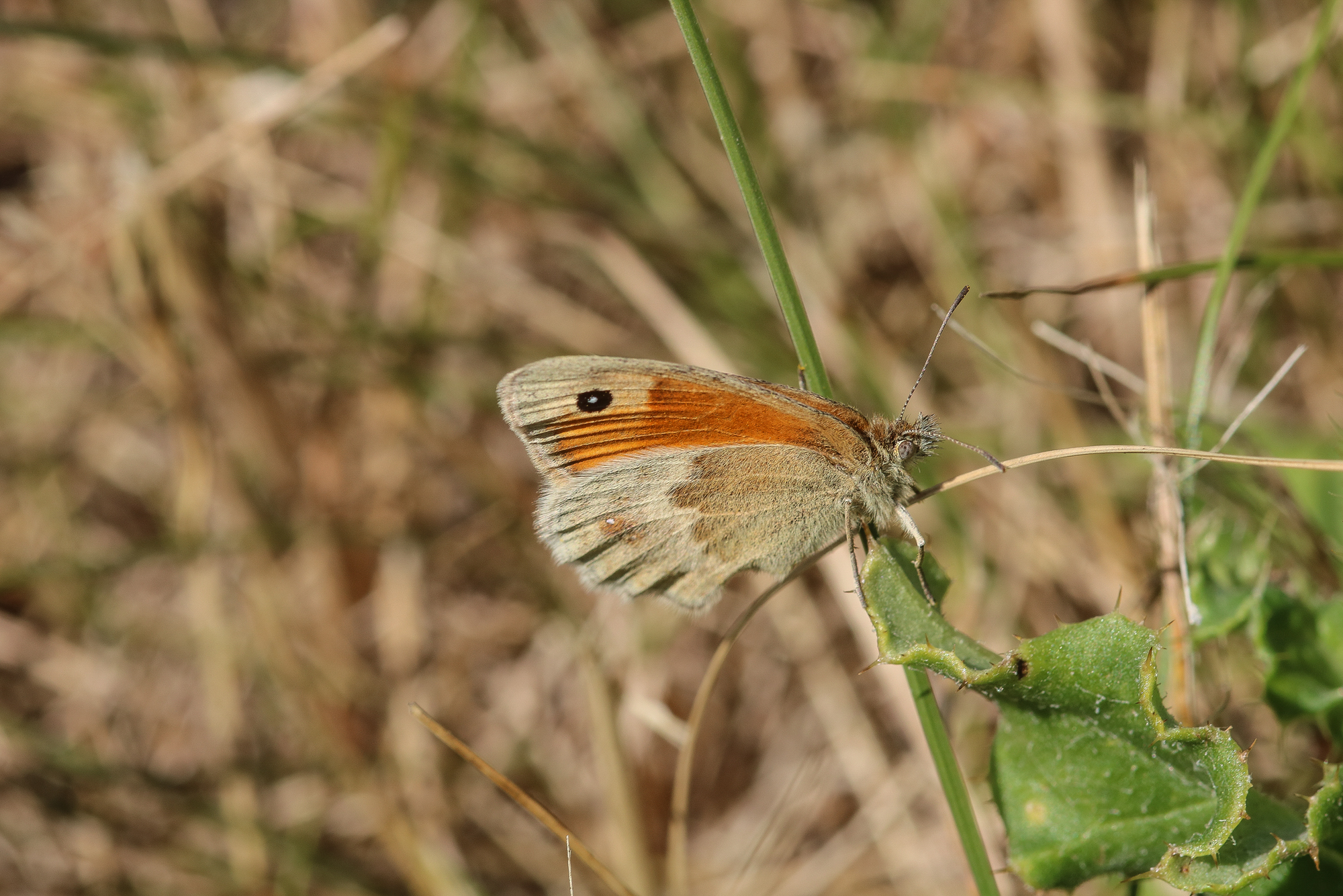 Vlinder op een plant